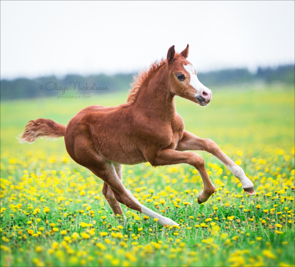 жеребята ◆ foals