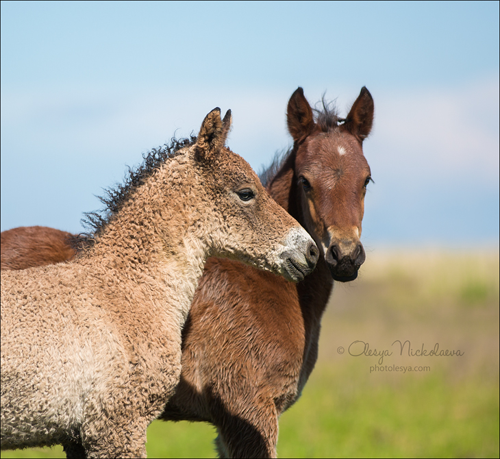 жеребята ◆ foals