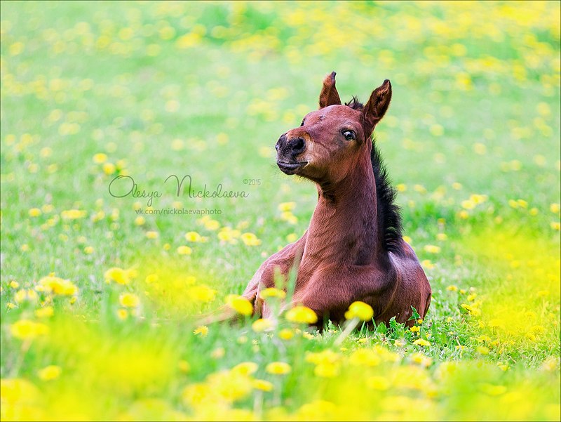 жеребята ◆ foals