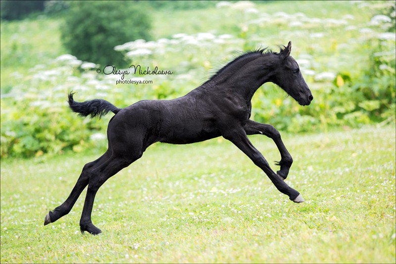 жеребята ◆ foals