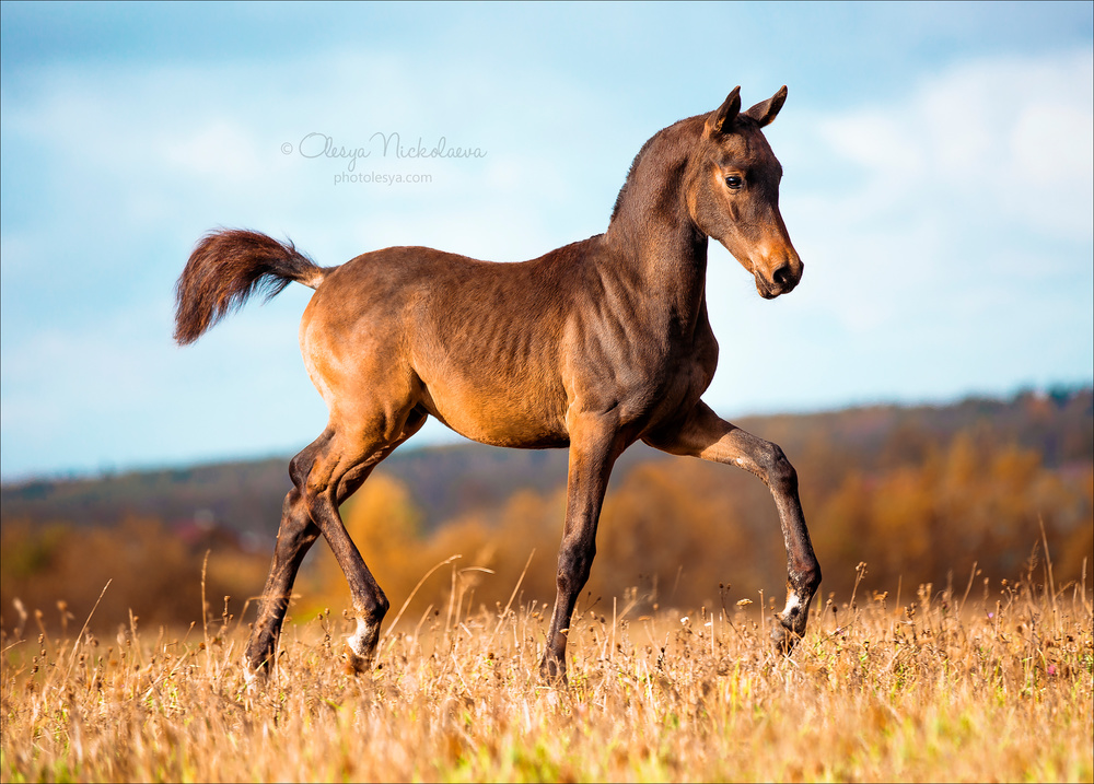 жеребята ◆ foals