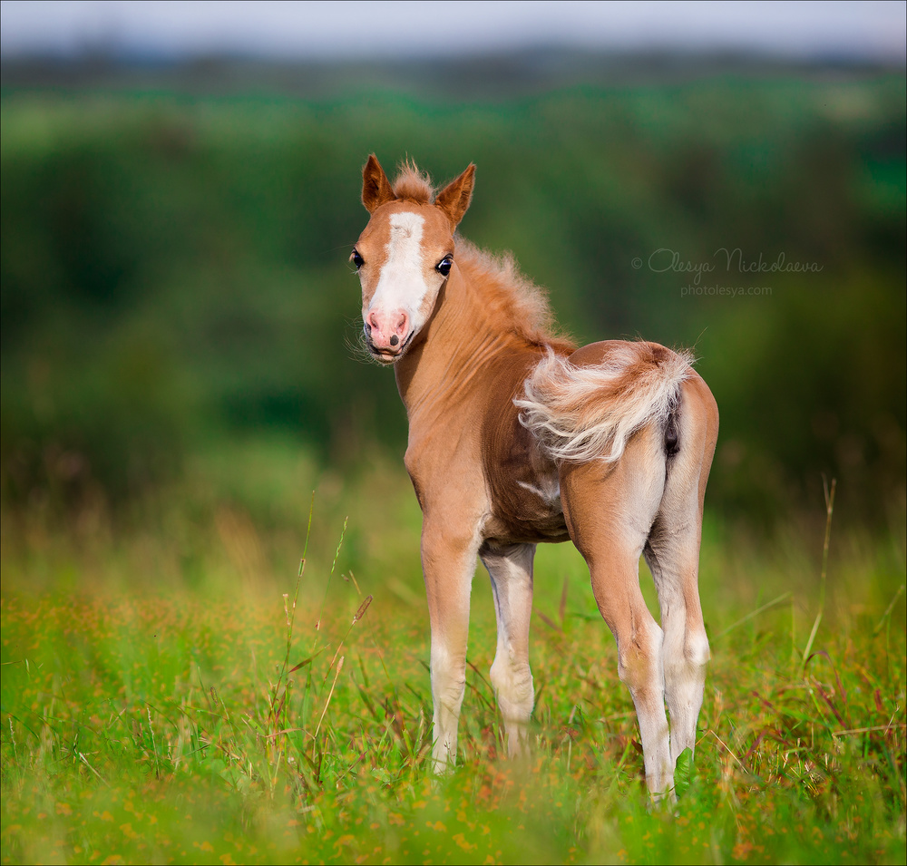 жеребята ◆ foals