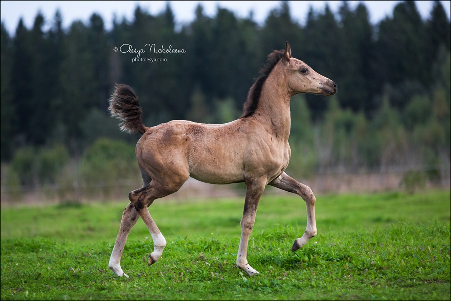 жеребята ◆ foals