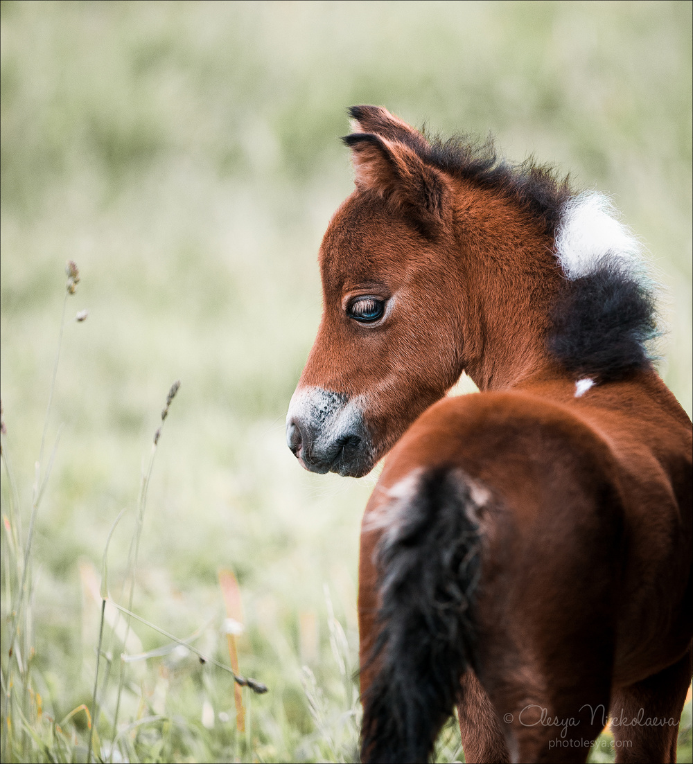 жеребята ◆ foals
