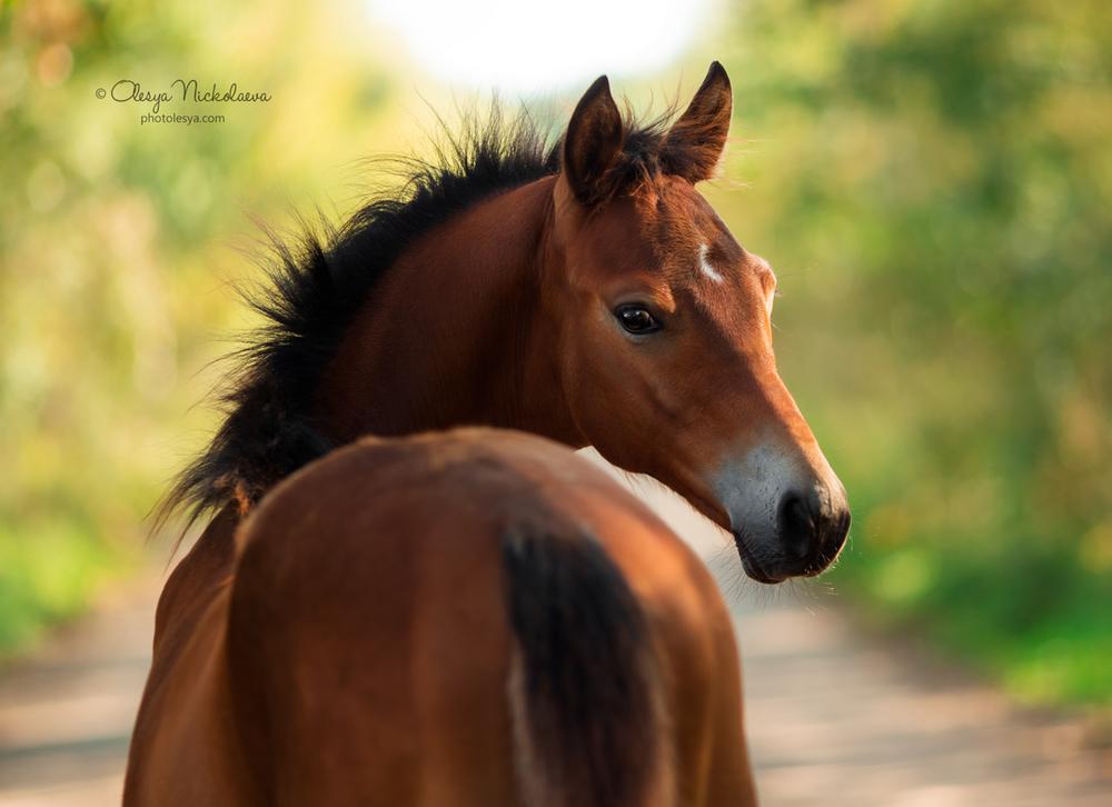 жеребята ◆ foals