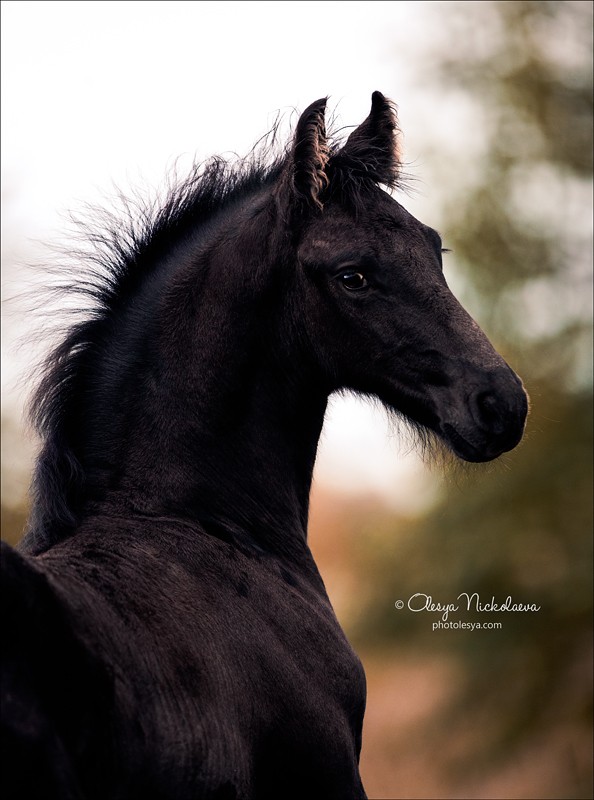 жеребята ◆ foals