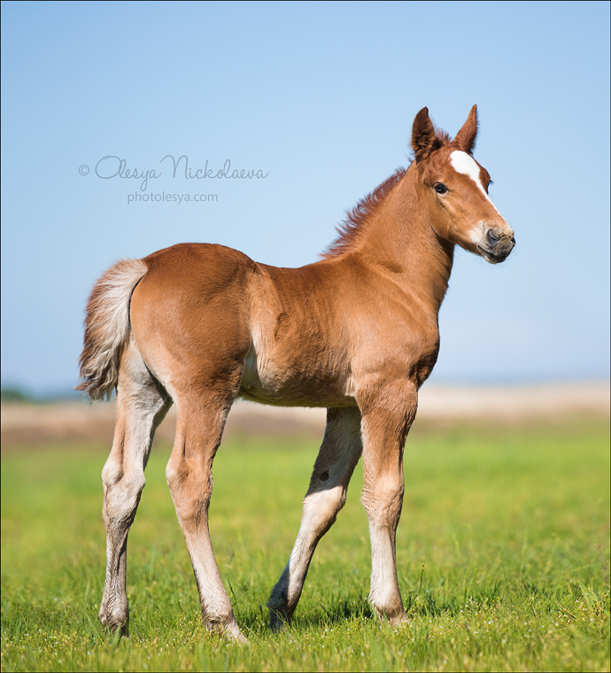 жеребята ◆ foals
