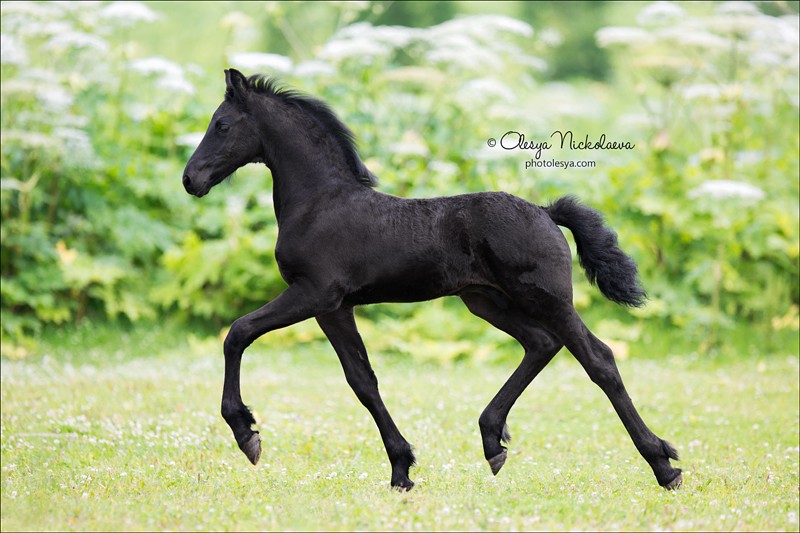жеребята ◆ foals
