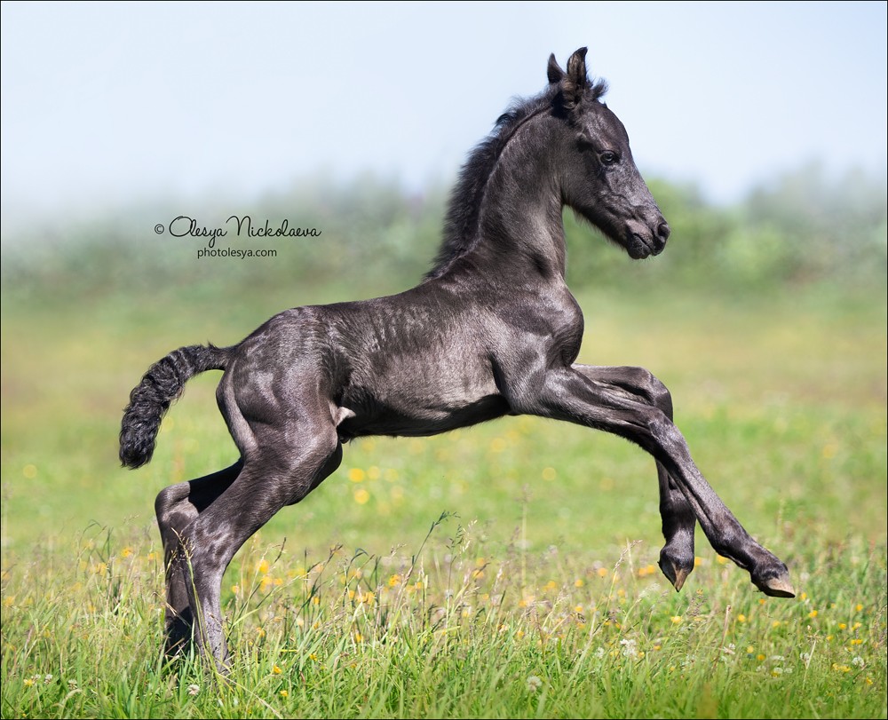 жеребята ◆ foals