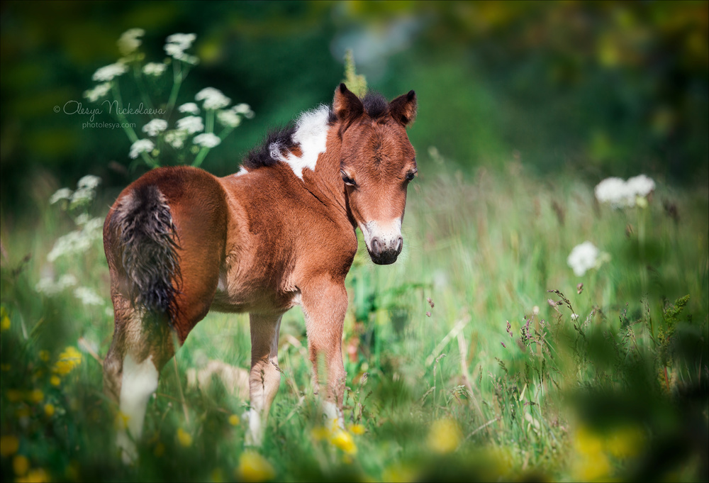 жеребята ◆ foals