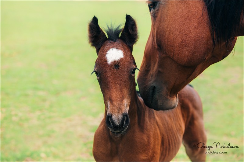 жеребята ◆ foals