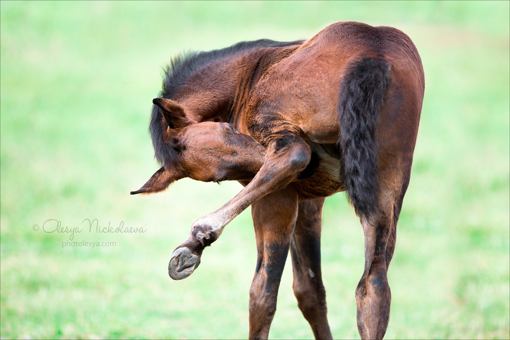 жеребята ◆ foals