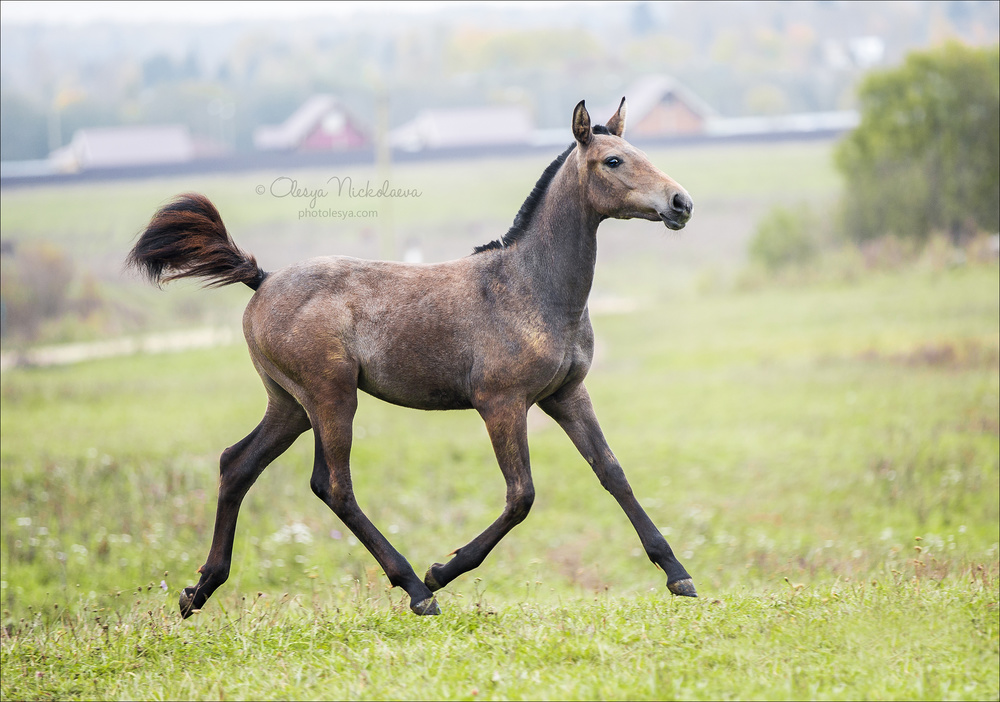 жеребята ◆ foals