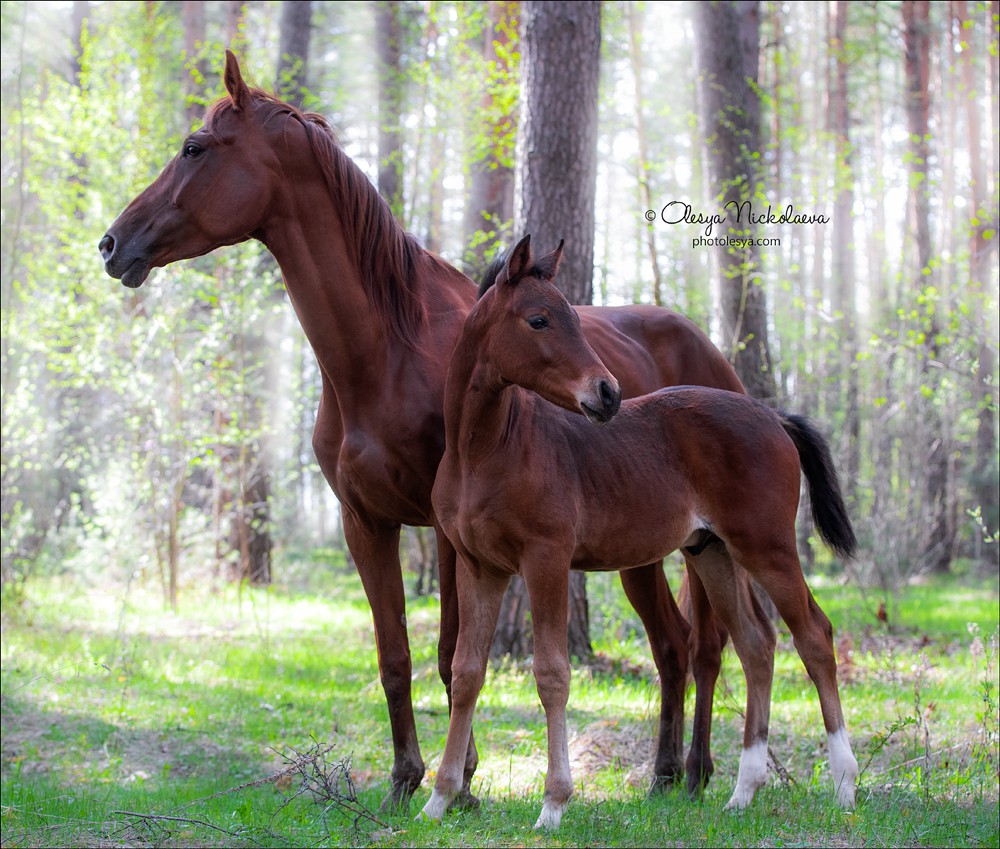 жеребята ◆ foals