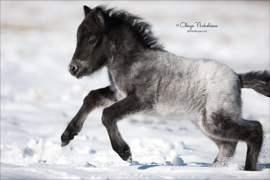 жеребята ◆ foals