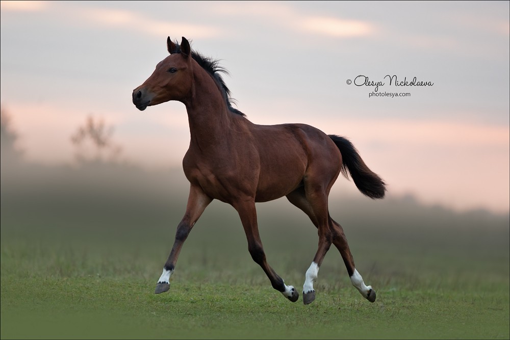 жеребята ◆ foals