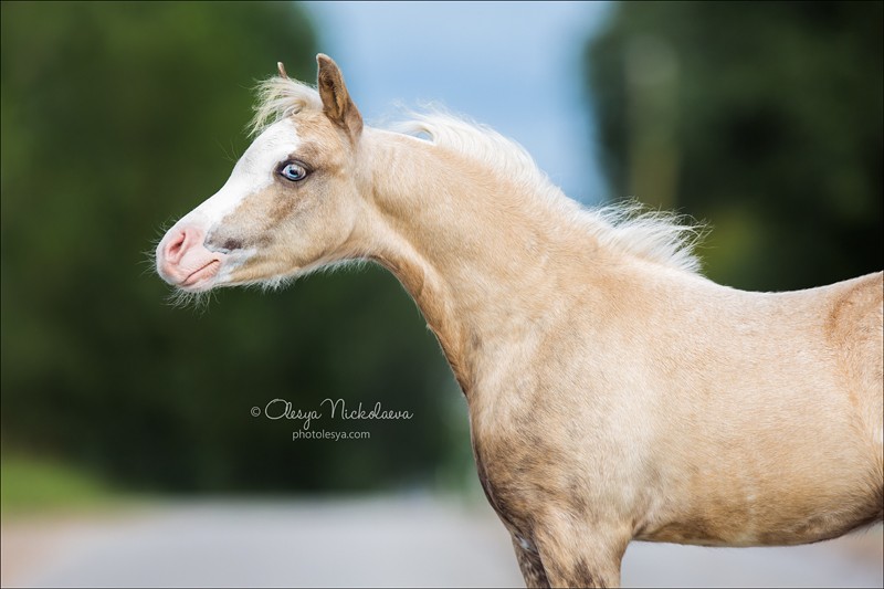 жеребята ◆ foals