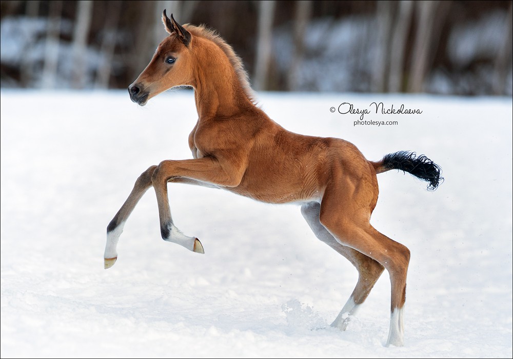 жеребята ◆ foals