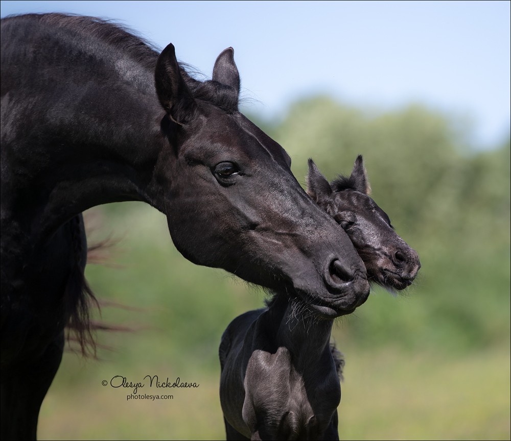 жеребята ◆ foals