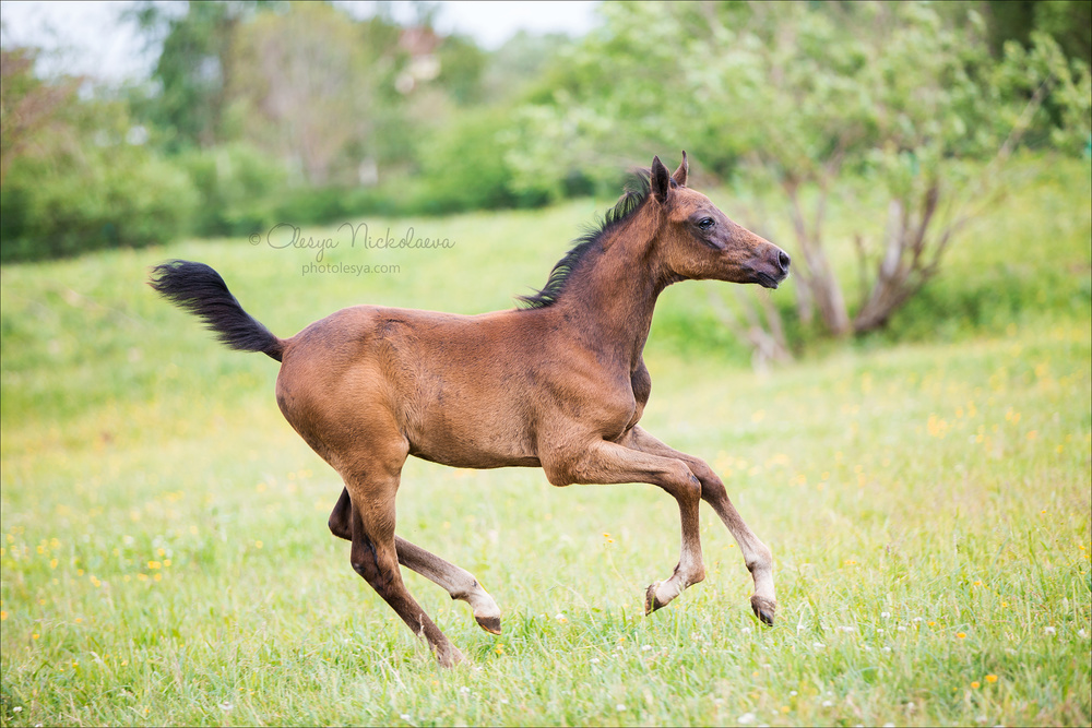жеребята ◆ foals