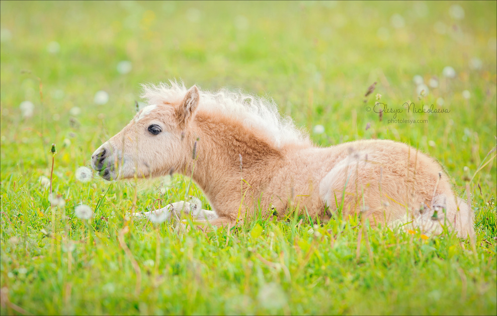 жеребята ◆ foals