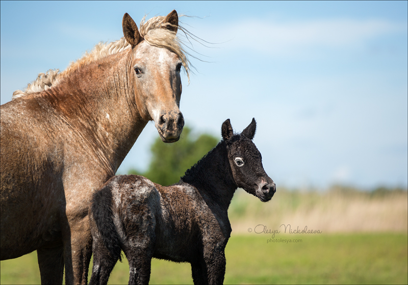 жеребята ◆ foals
