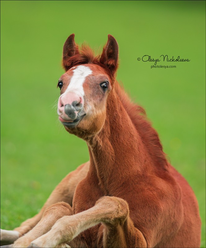 жеребята ◆ foals
