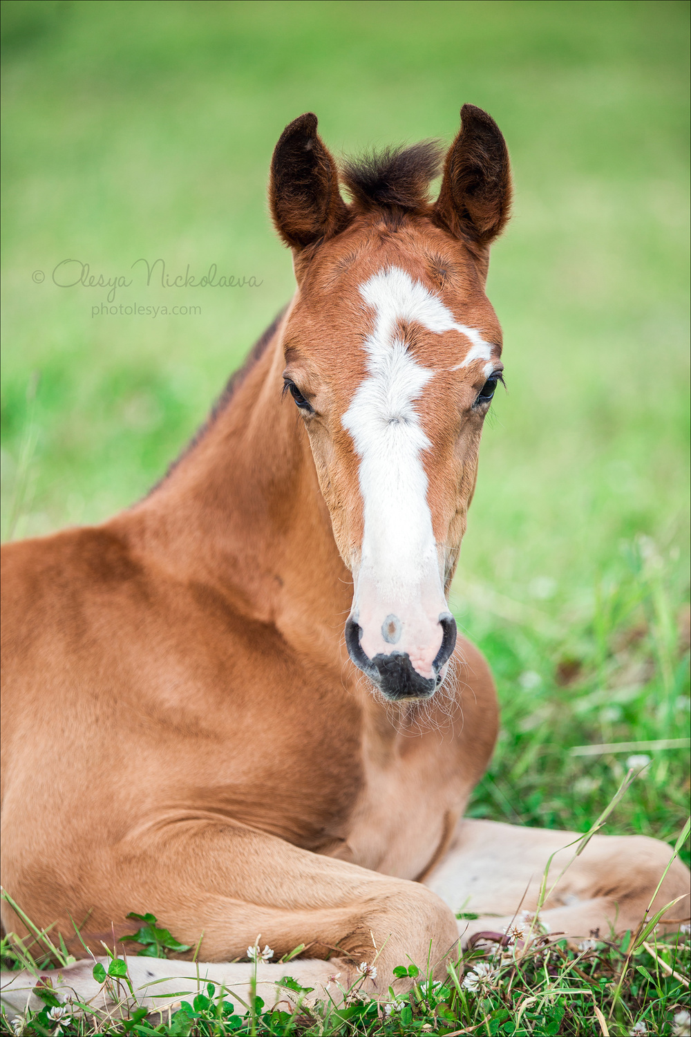 жеребята ◆ foals