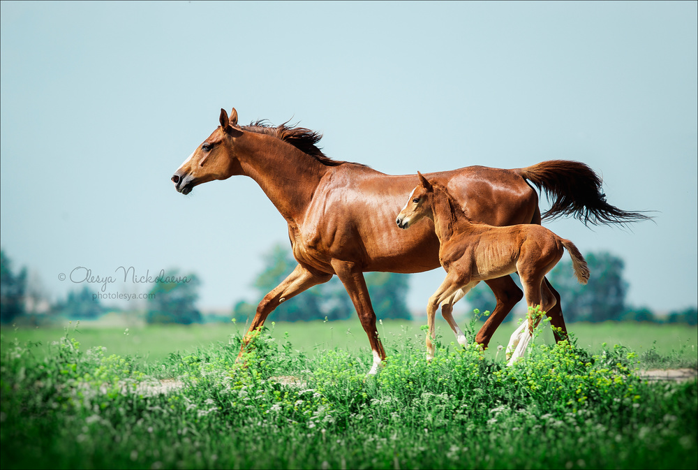 жеребята ◆ foals