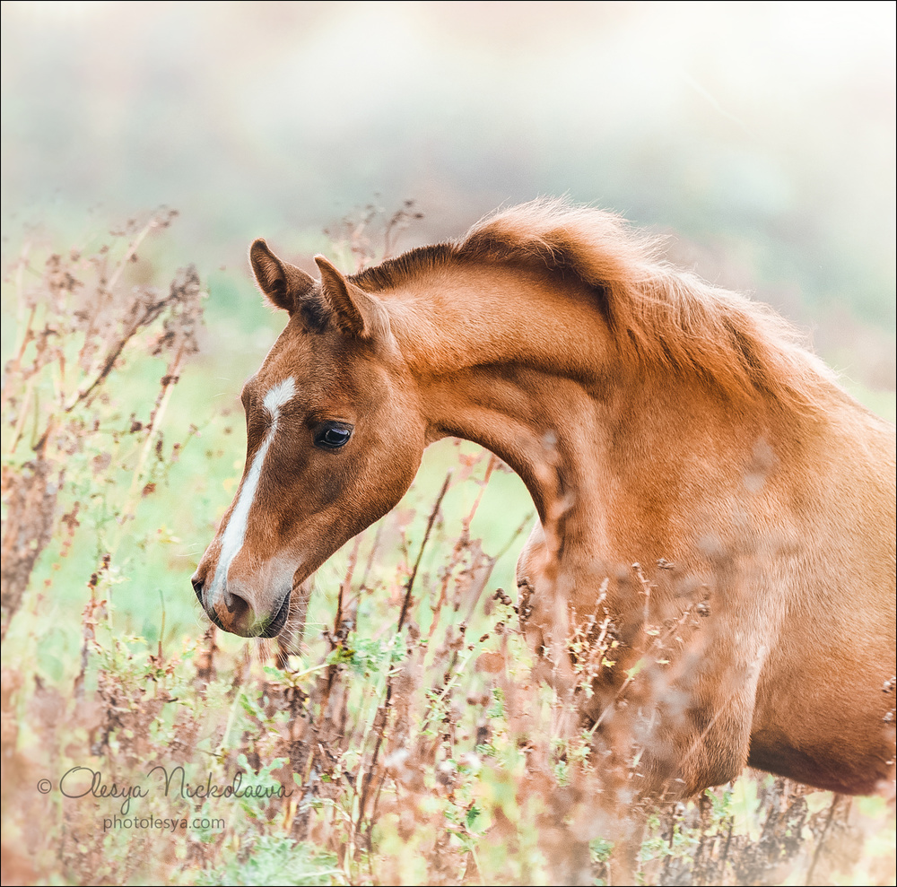 жеребята ◆ foals