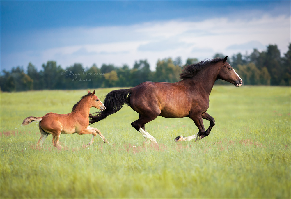 жеребята ◆ foals