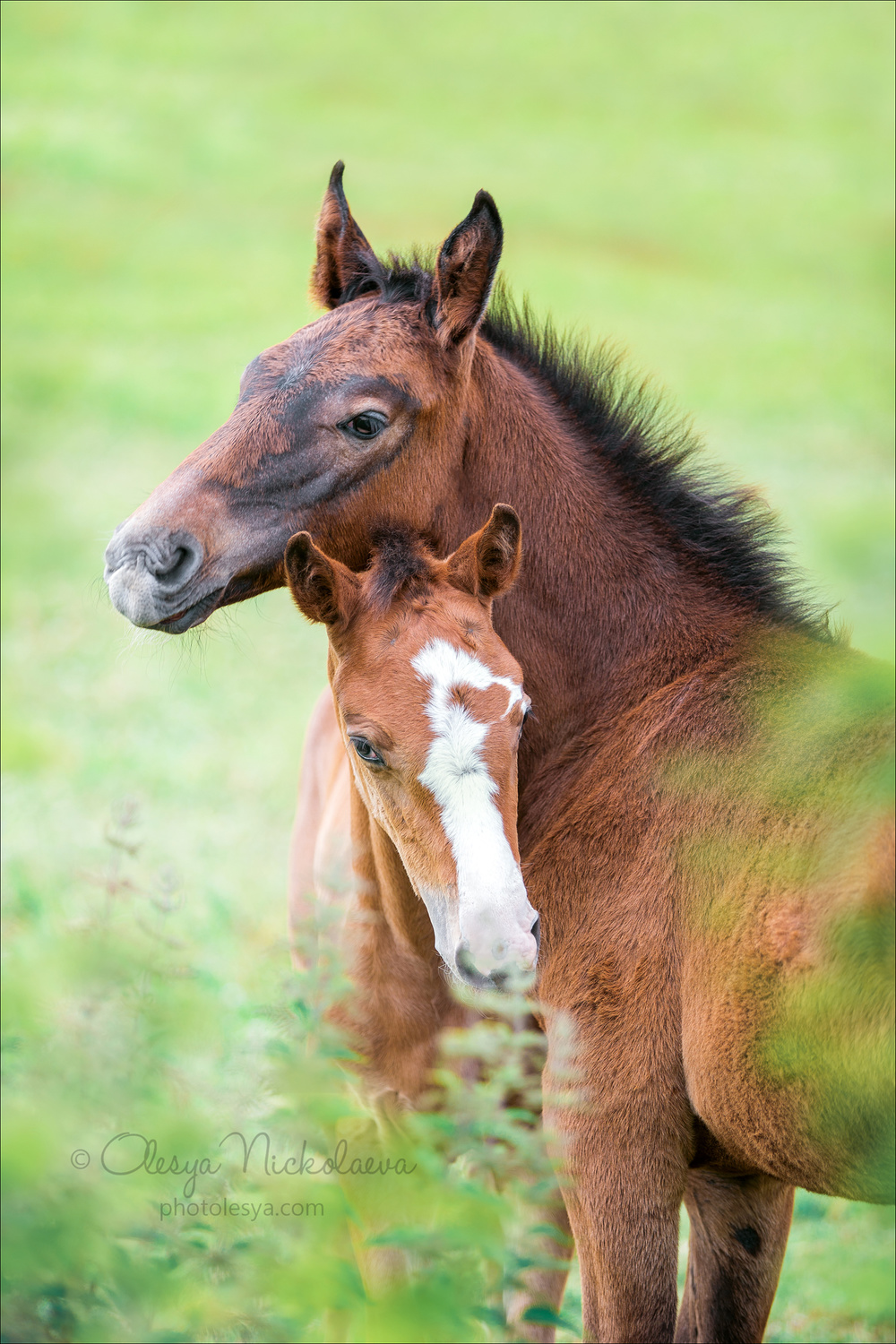 жеребята ◆ foals