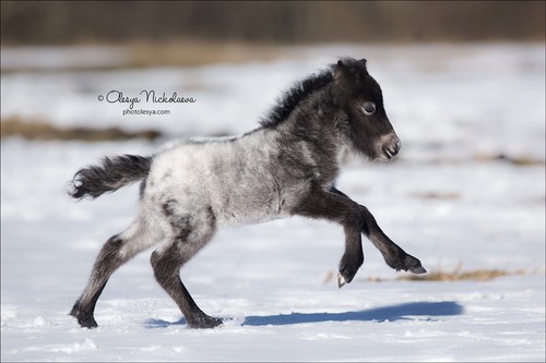жеребята ◆ foals