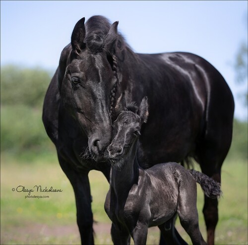 жеребята ◆ foals