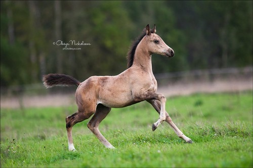 жеребята ◆ foals