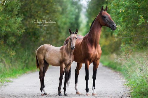 жеребята ◆ foals