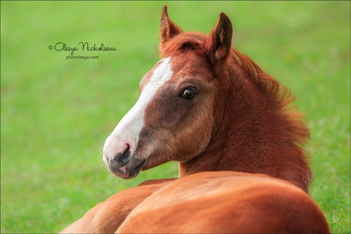 жеребята ◆ foals