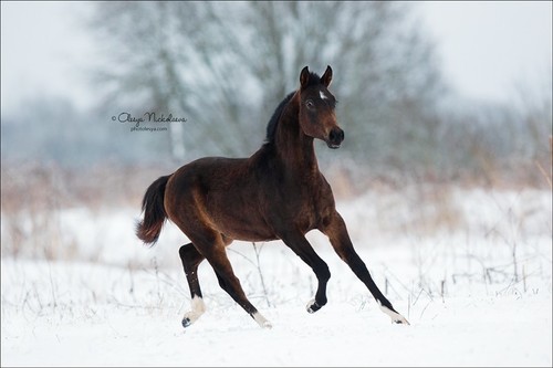 жеребята ◆ foals
