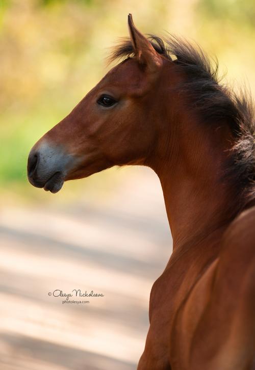 жеребята ◆ foals