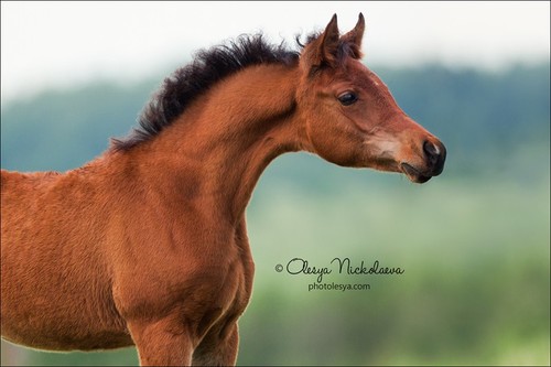 жеребята ◆ foals