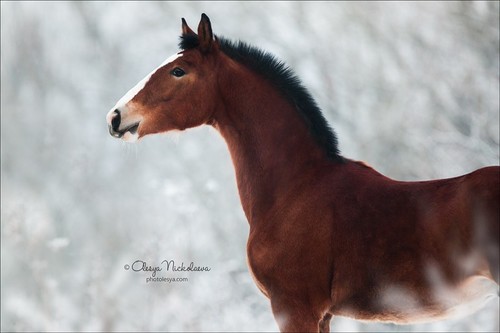жеребята ◆ foals