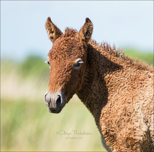 жеребята ◆ foals