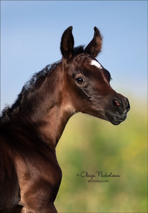жеребята ◆ foals