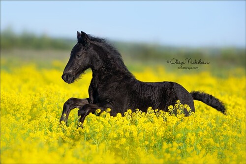жеребята ◆ foals