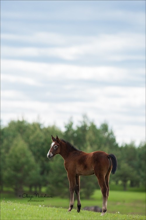 жеребята ◆ foals
