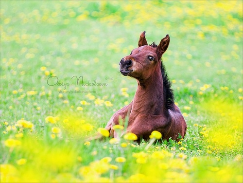 жеребята ◆ foals
