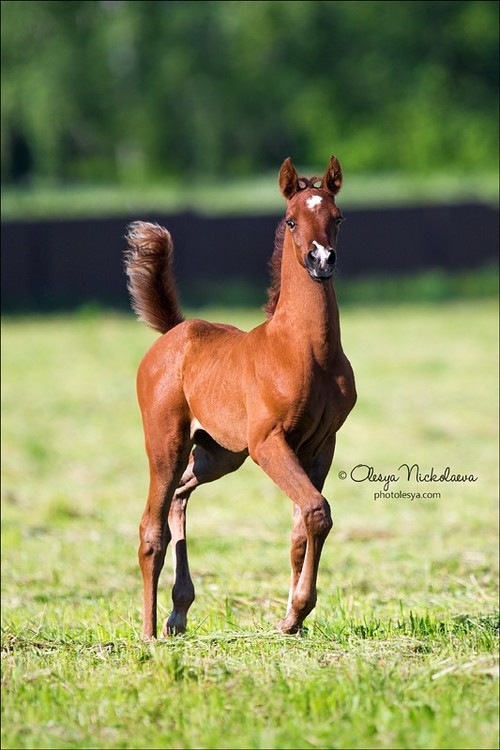 жеребята ◆ foals