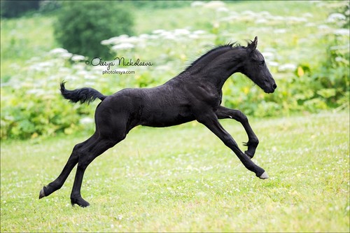 жеребята ◆ foals