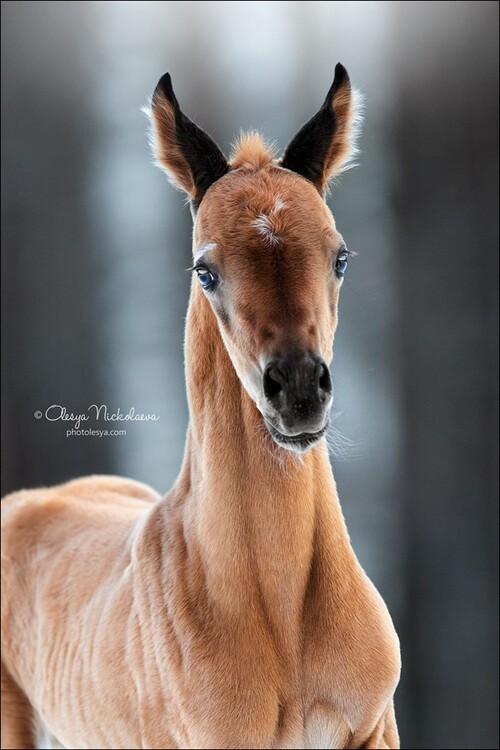 жеребята ◆ foals