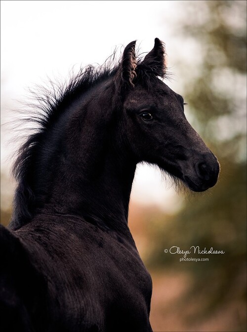 жеребята ◆ foals